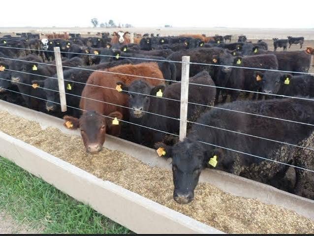 Argentina produjo 35,1 millones de toneladas de nutrición animal en 2025