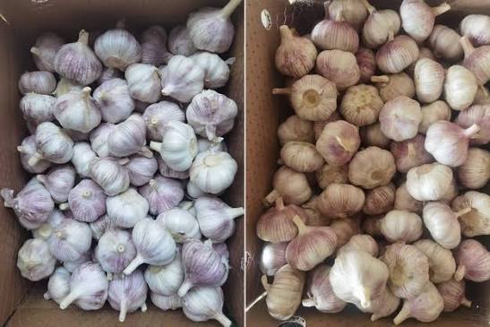 China domina el mercado global de ajo con más del 60% de exportaciones