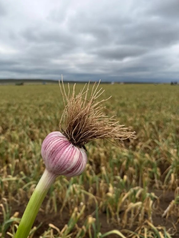 El “canuto” de ajo, de residuo del cultivo a posible fuente de ingresos para la industria farmacéutica