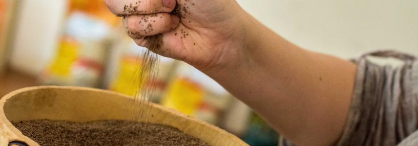 Fonio: el cereal africano que conquista el mercado europeo