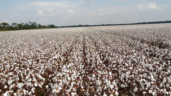 Gensus lanza plan para duplicar producción de algodón y sumar US$ 700 millones
