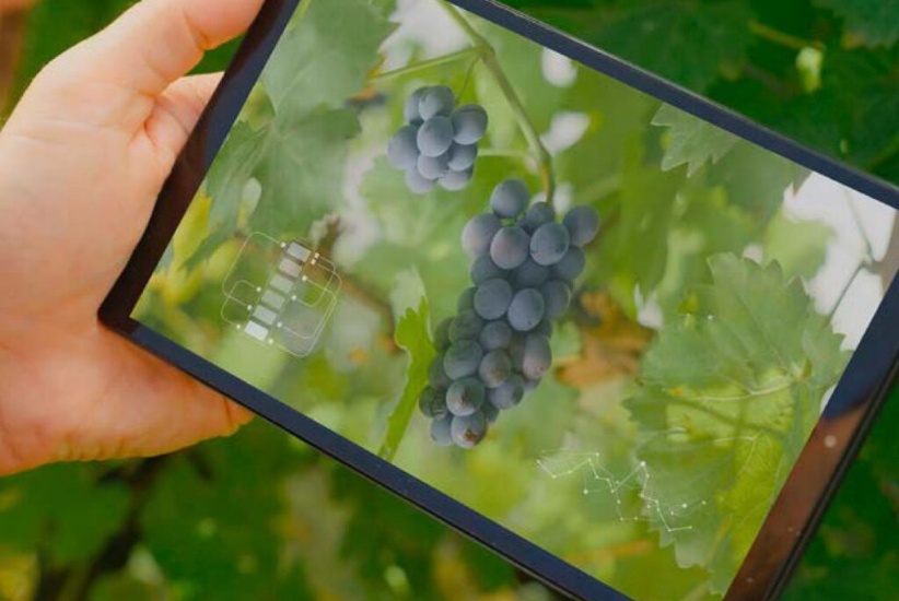 INTA lanza cartilla de soluciones tecnológicas para la vitivinicultura