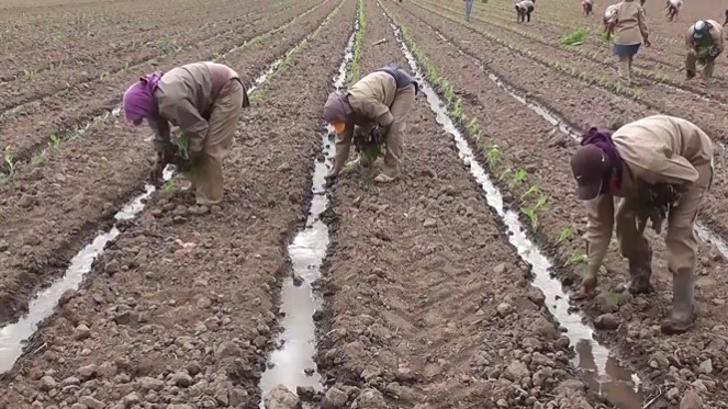 La crisis del tabaco argentino: exportaciones, costos y contrabando ponen en jaque a las economías regionales
