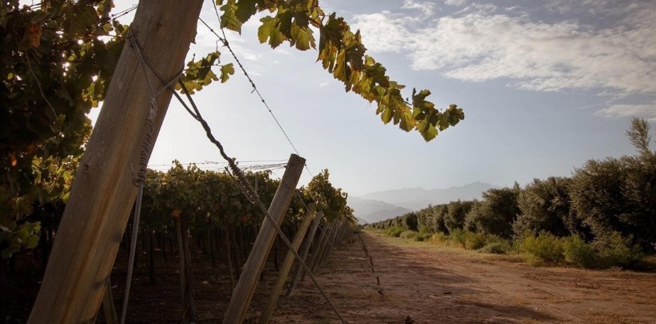 La Rioja busca reinventar su olivicultura para sobrevivir entre la falta de agua, los costos y la competencia internacional