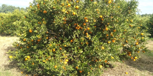 La sobreproducción de mandarinas pone en jaque a la citricultura de Entre Ríos
