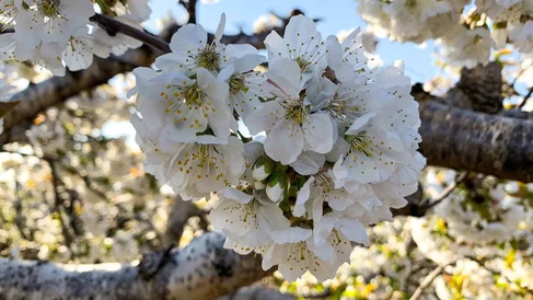 Los cerezos ultra tempranos florecen en Jujuy y apuntan a convertirse en la primera cosecha de Sudamérica
