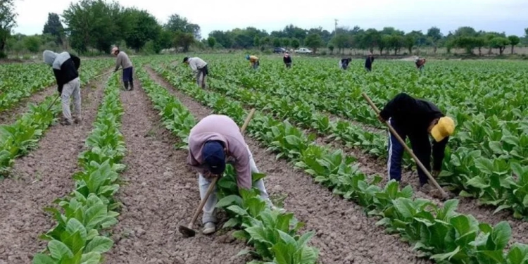 Misiones promulgó una ley para transparentar los recursos del Fondo Especial del Tabaco