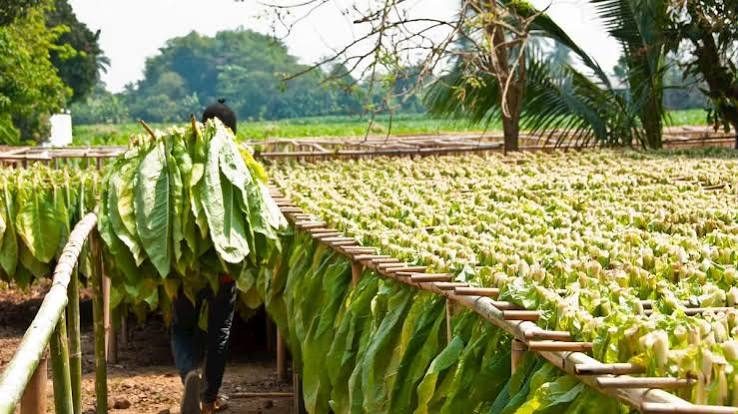 Productores tabacaleros piden auditorías y transparencia al Fondo Especial del Tabaco