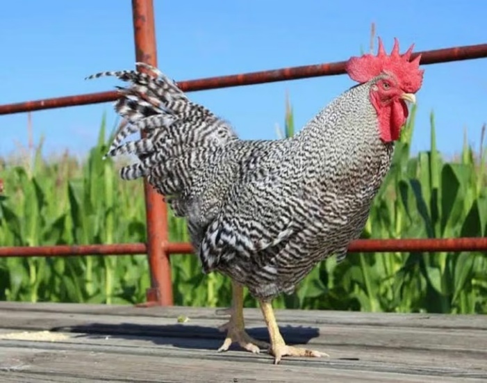 Récord histórico: un gallo se vendió a $3 millones en Bolívar
