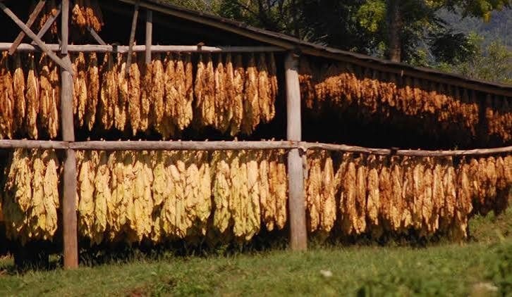 Tabacaleros de Misiones reclaman $15.000M al Estado por parálisis administrativa