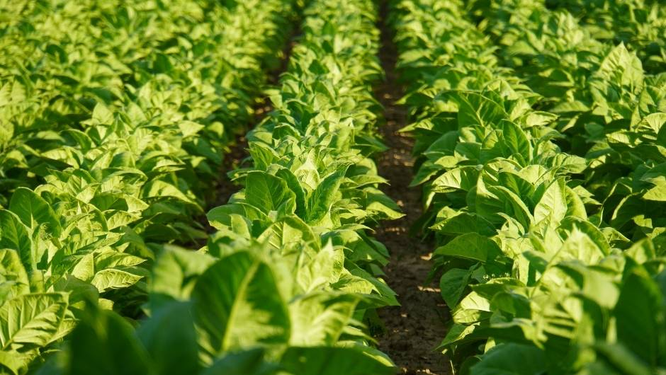 Veracruz acogerá la apertura de la cosecha de tabaco 2026/27